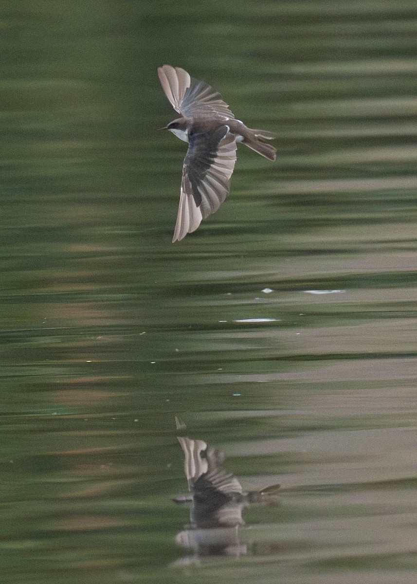 Tree Swallow - ML609435029