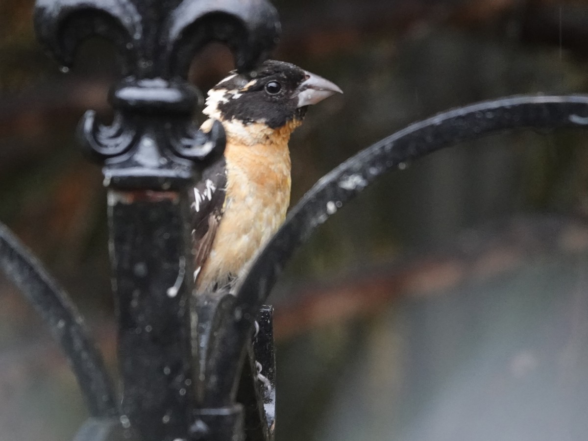 Black-headed Grosbeak - ML609435052