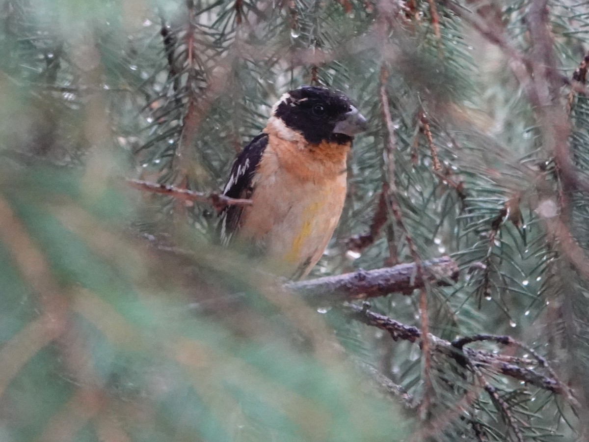 Black-headed Grosbeak - ML609435053