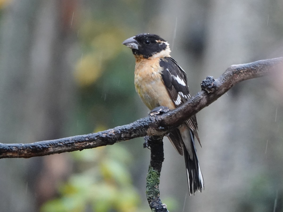 Black-headed Grosbeak - ML609435054