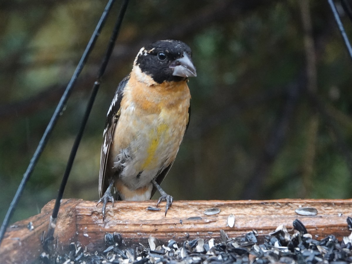 Black-headed Grosbeak - ML609435055