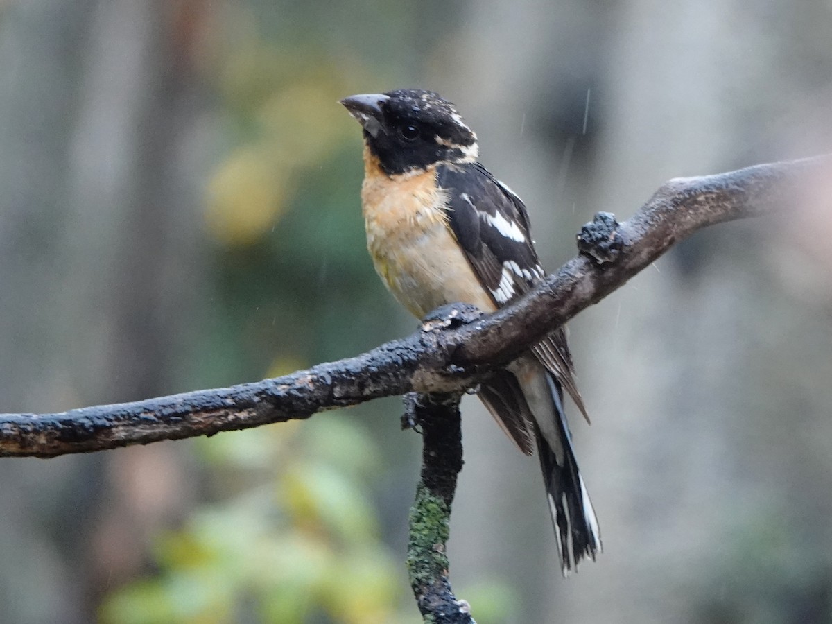 Black-headed Grosbeak - ML609435056