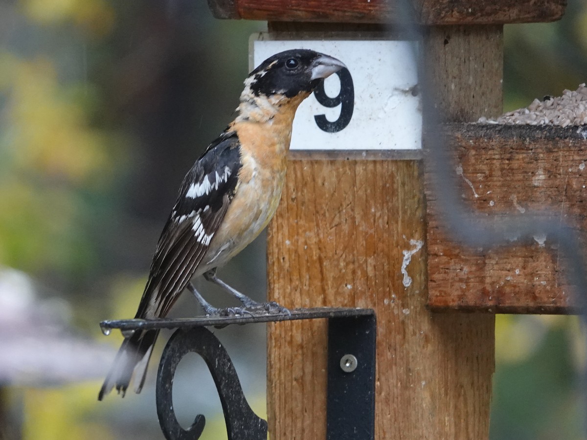 Black-headed Grosbeak - ML609435058
