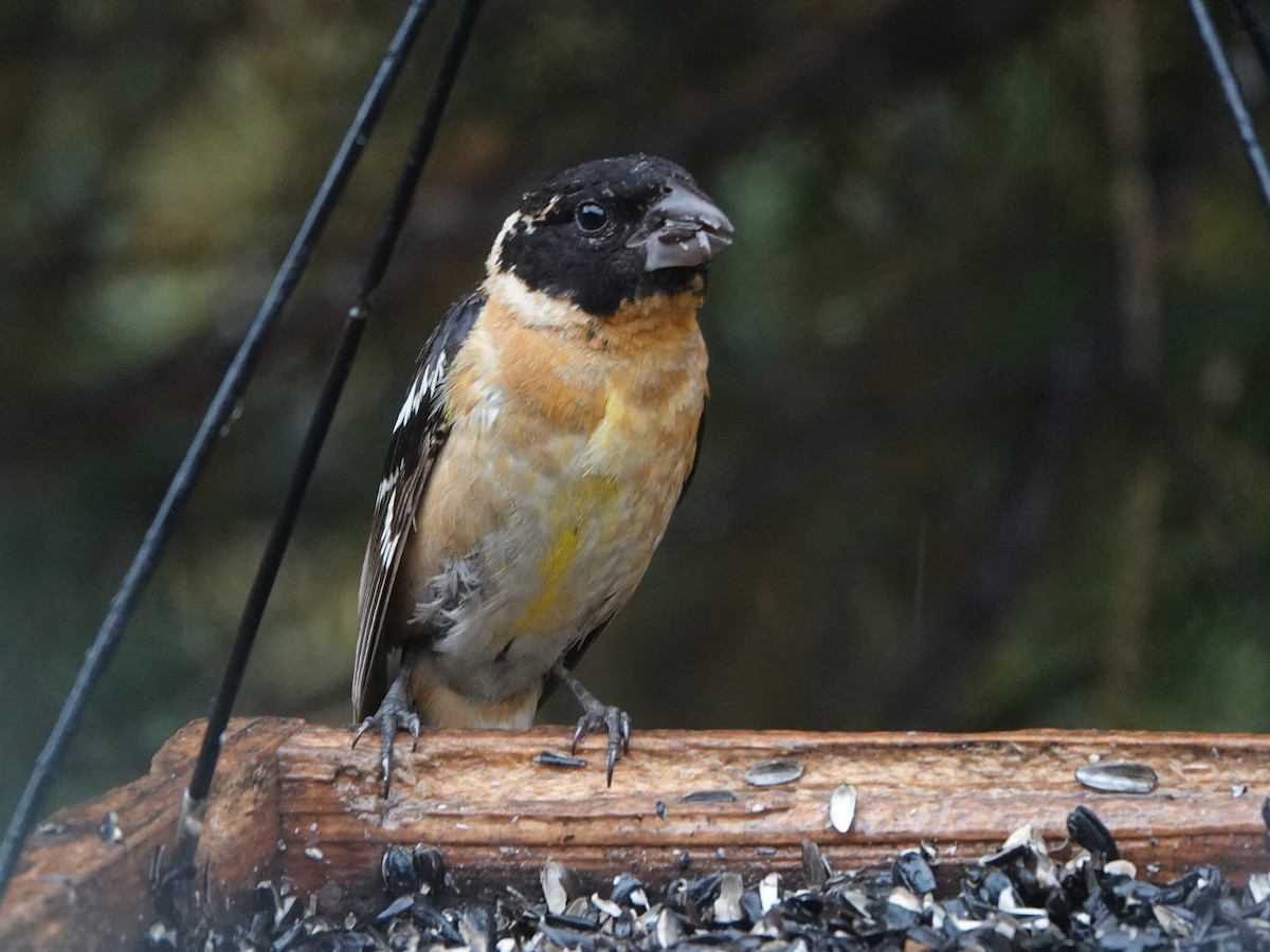 Black-headed Grosbeak - ML609435059
