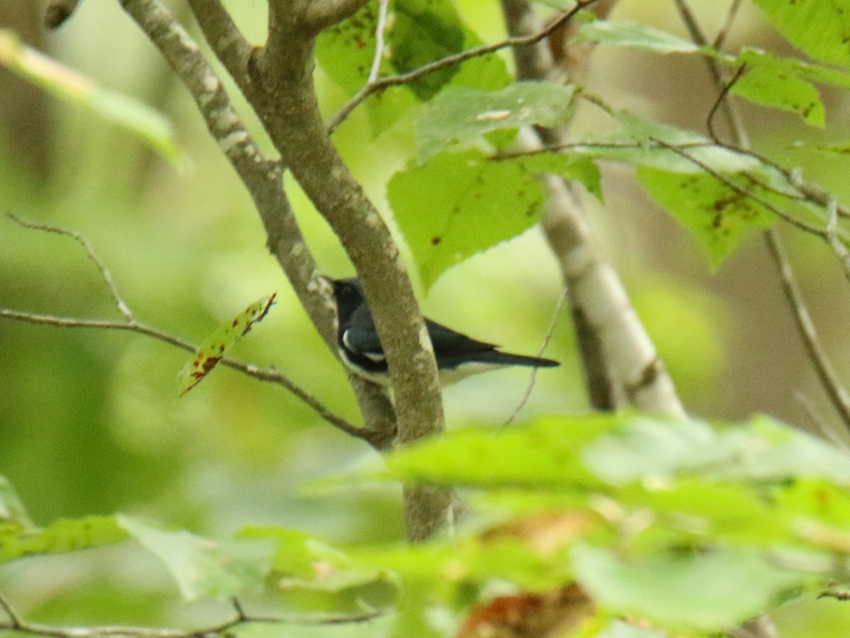 Black-throated Blue Warbler - Sheryl Travis