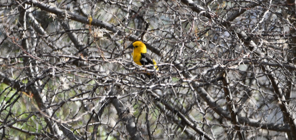 Cardinal à tête jaune - ML609435124