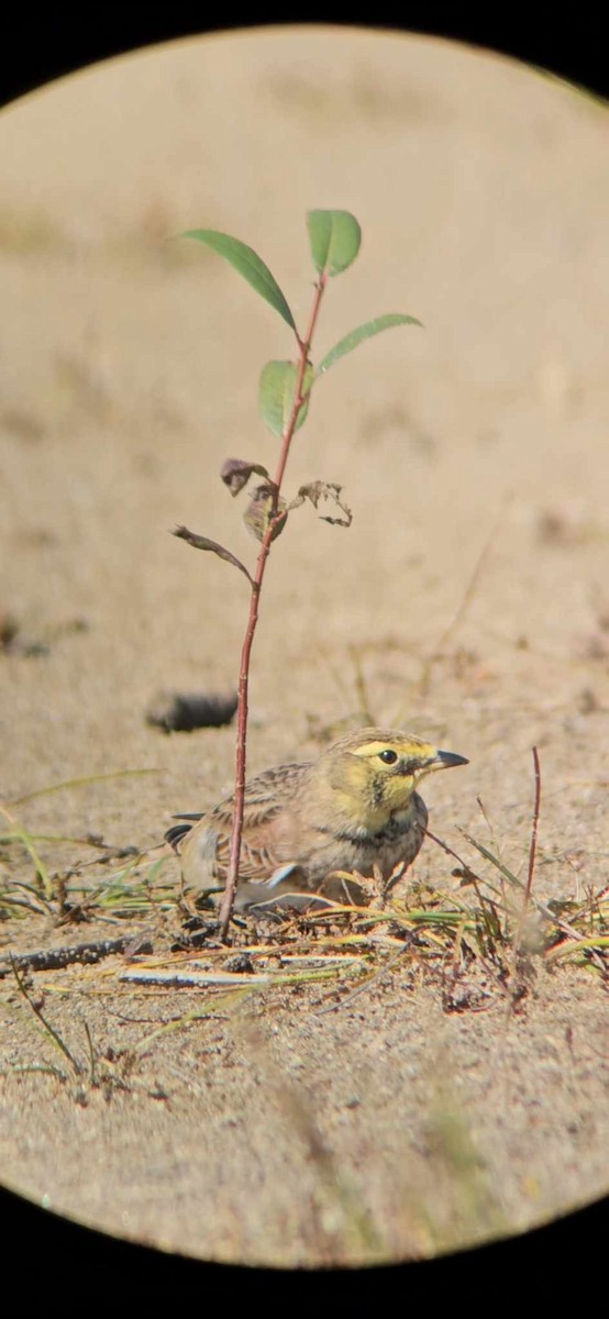 Horned Lark - Sebastien Levesque