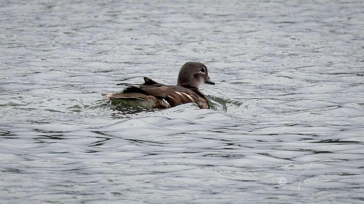 Mandarin Duck - ML609435207