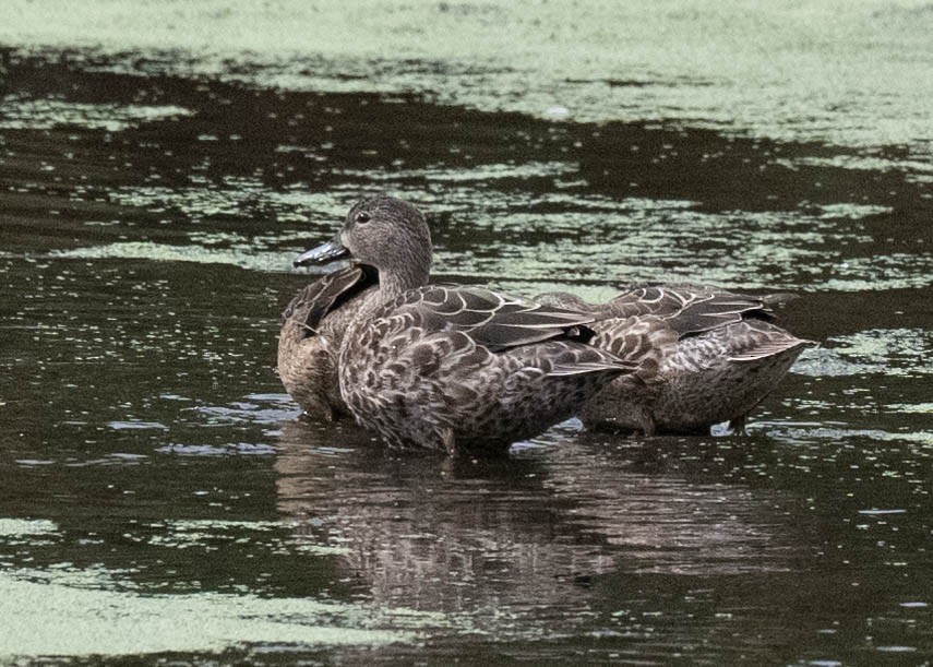 Blue-winged Teal - Tsaiwei Olee