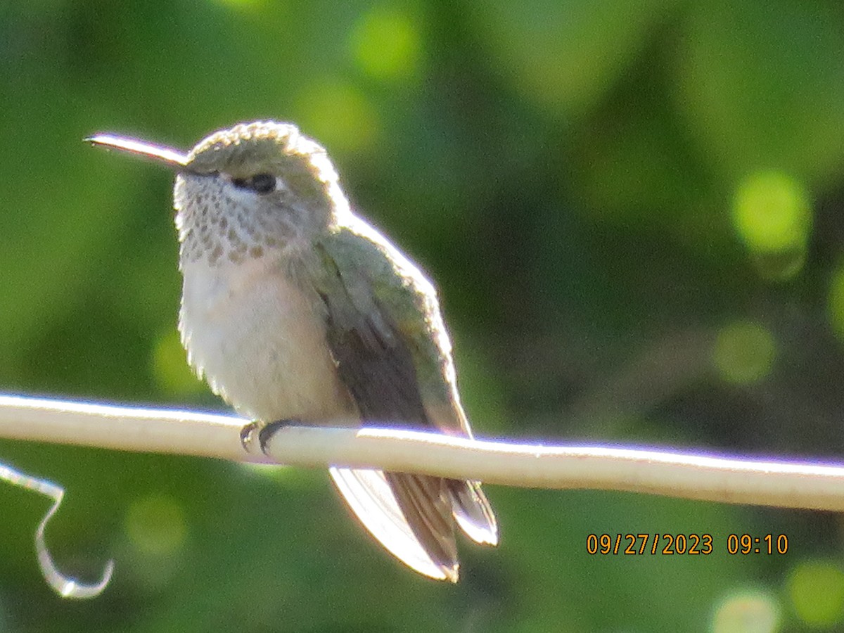 Calliope Hummingbird - ML609435384