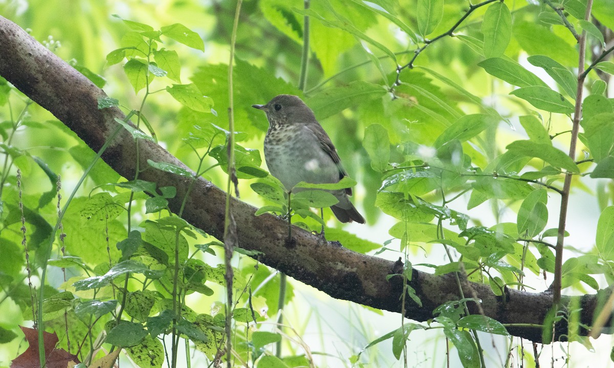 Gray-cheeked Thrush - ML609435426