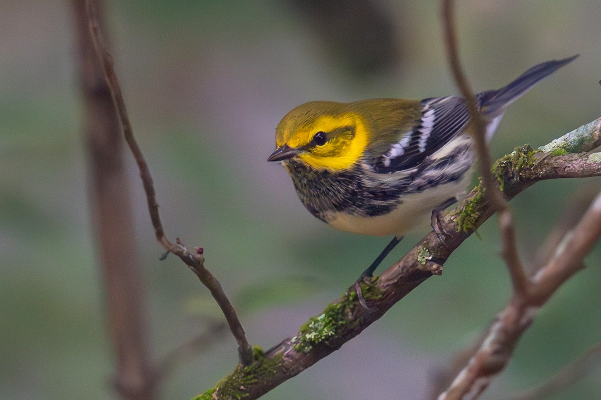 Black-throated Green Warbler - ML609435493