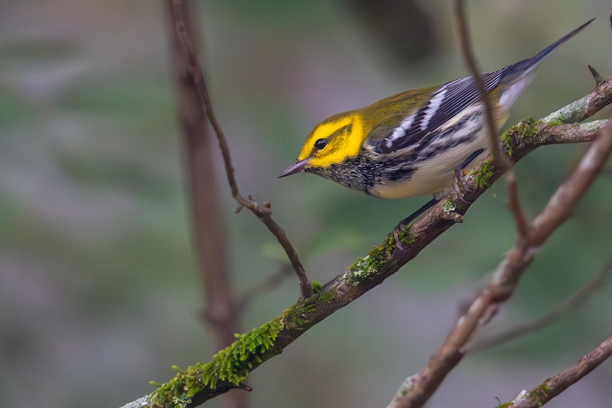 Black-throated Green Warbler - ML609435494