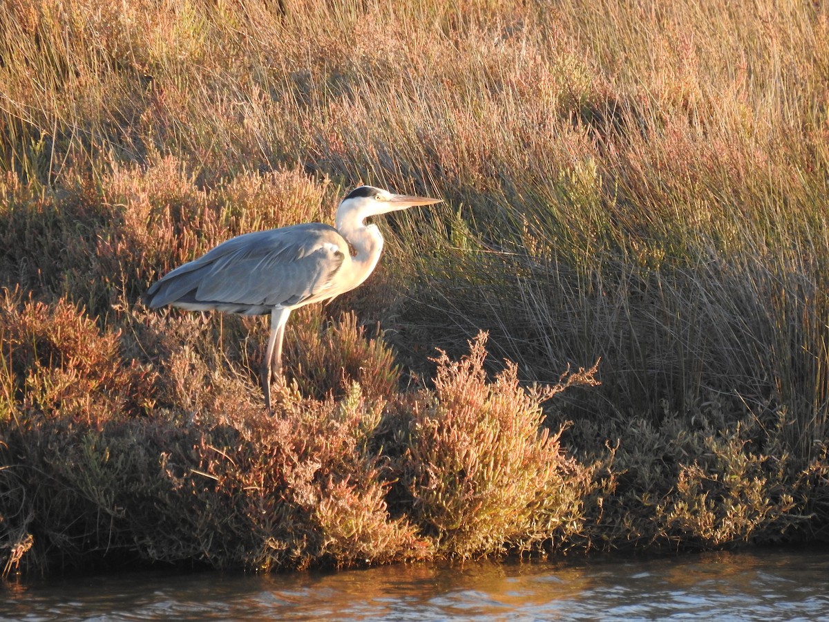 Gray Heron - ML609435616