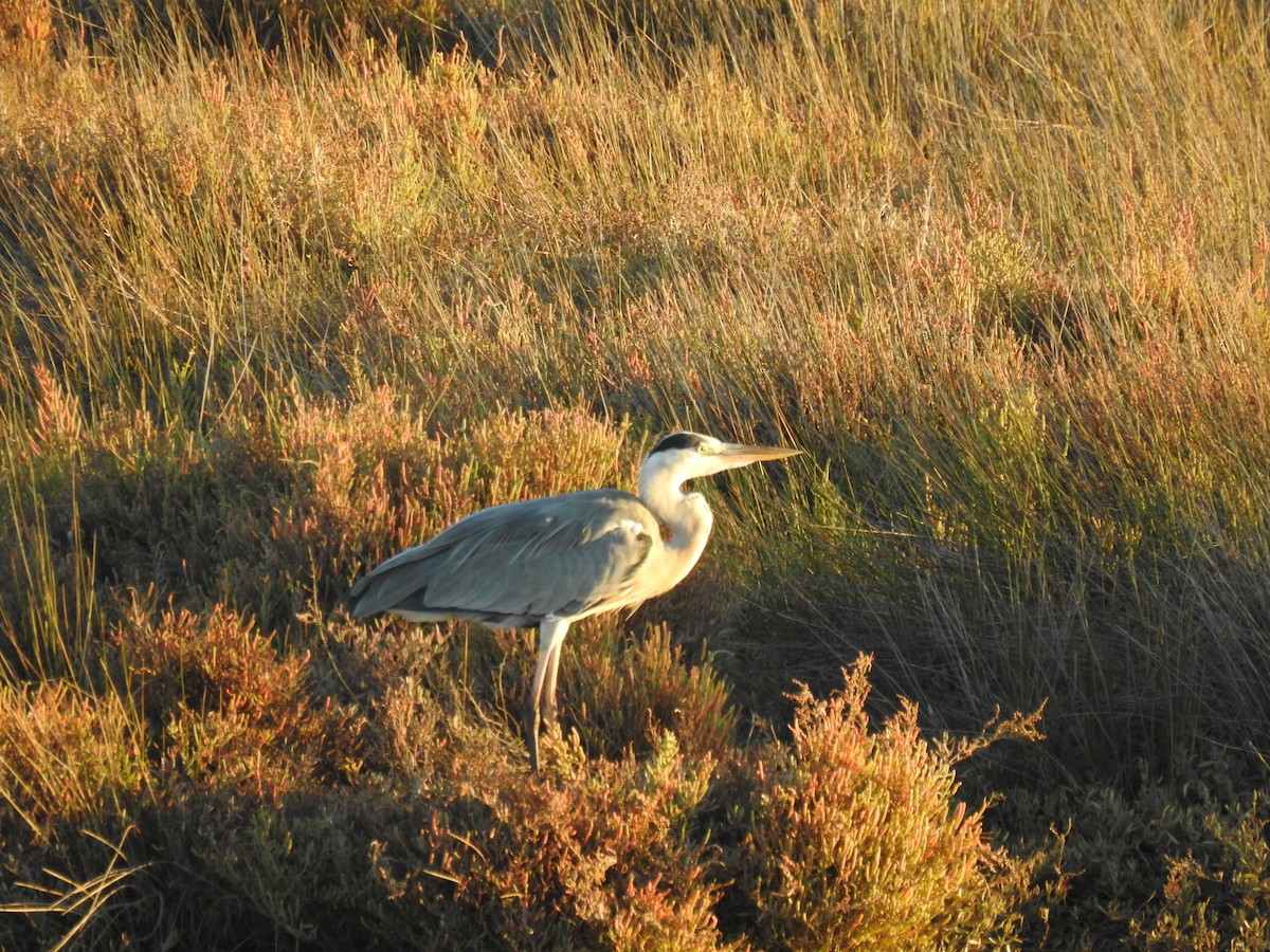 Gray Heron - ML609435617