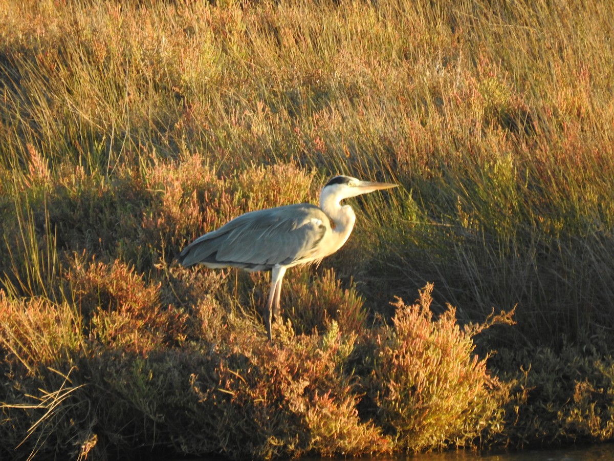 Gray Heron - ML609435618