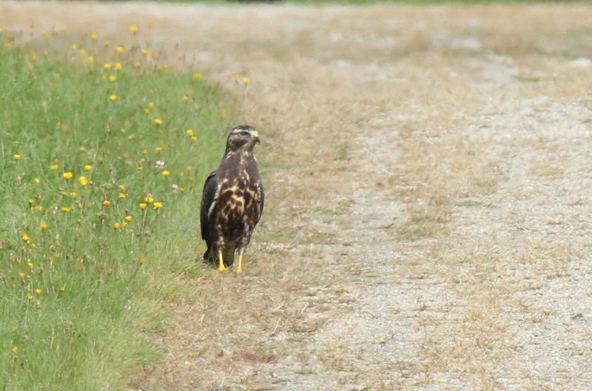 Swainson's Hawk - ML609435695