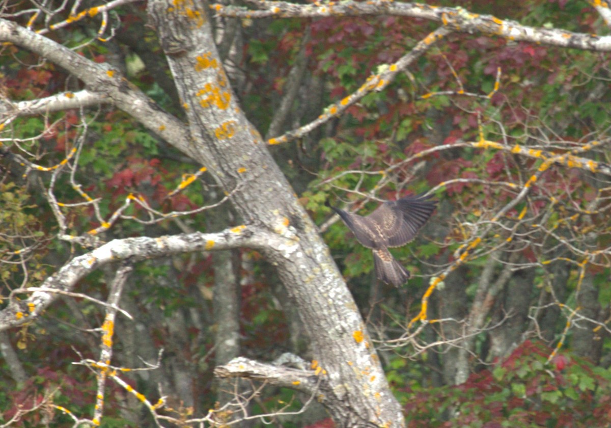 Swainson's Hawk - ML609435698