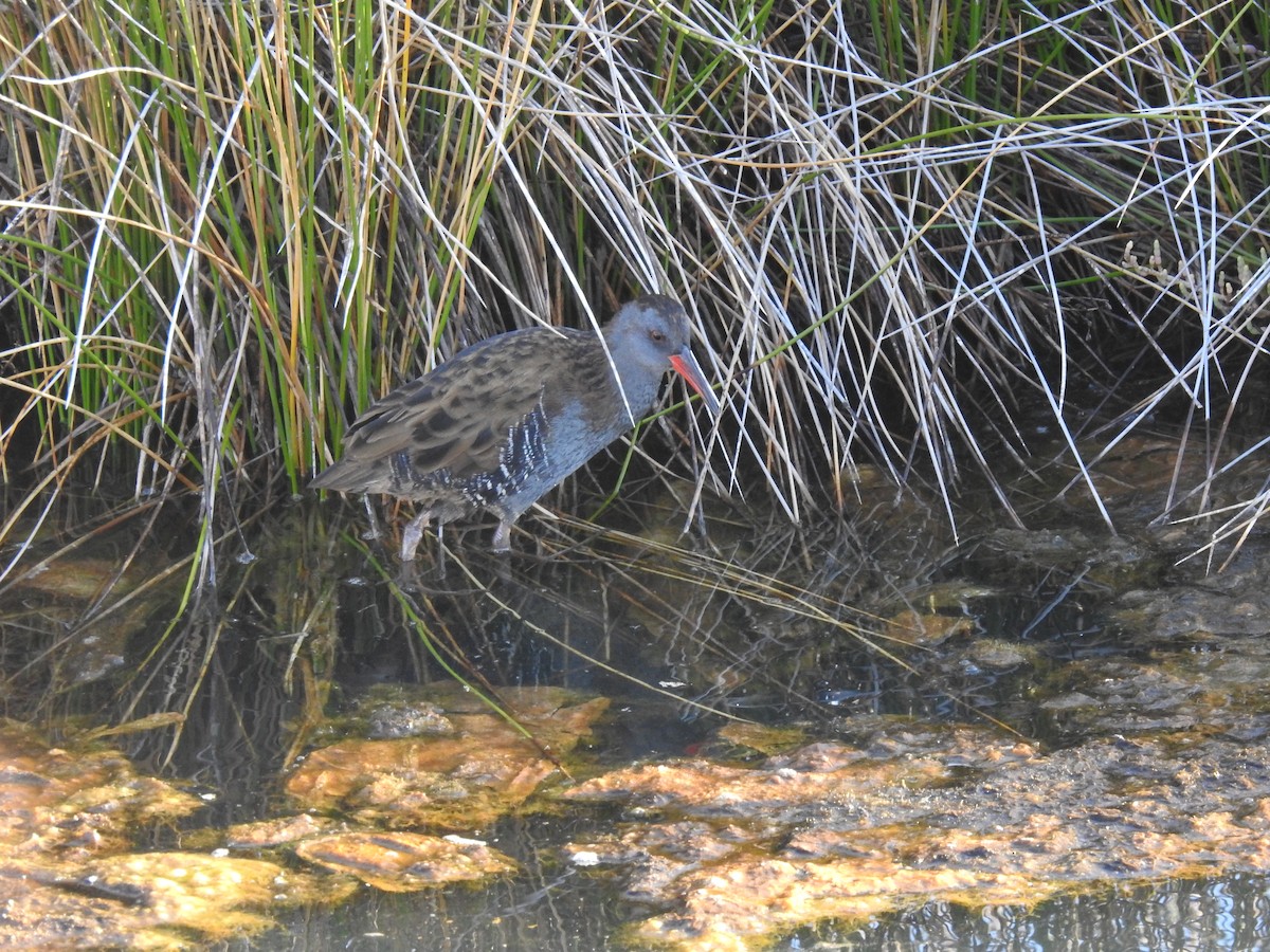 Water Rail - ML609435706