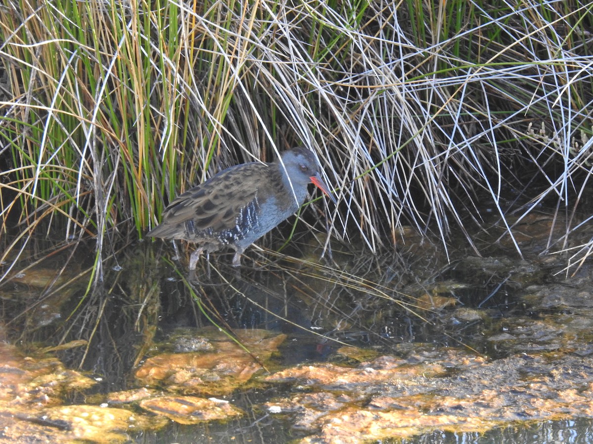 Water Rail - ML609435708