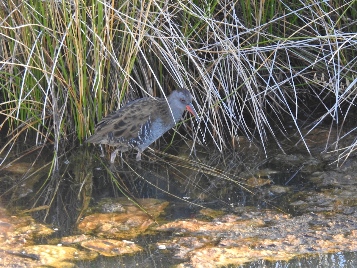 Water Rail - ML609435709