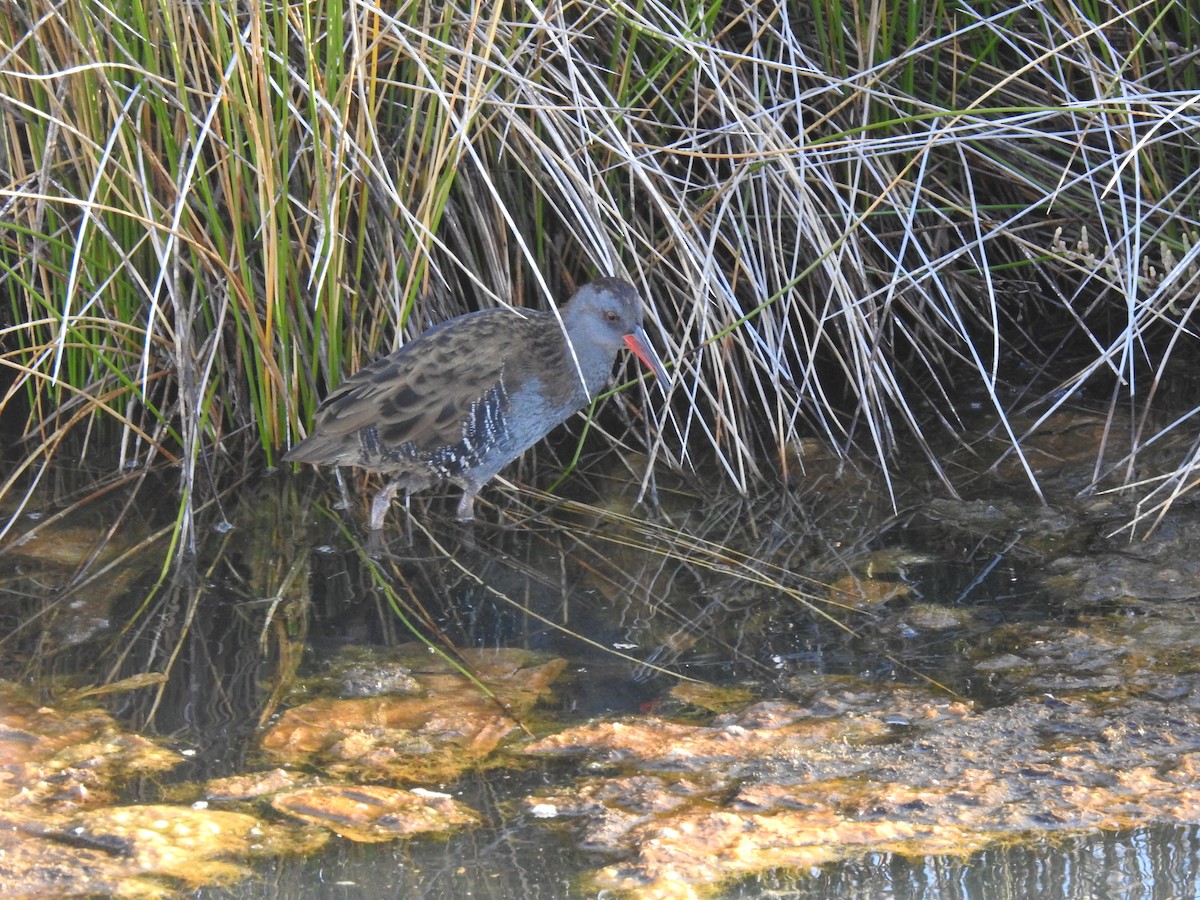 Water Rail - ML609435710