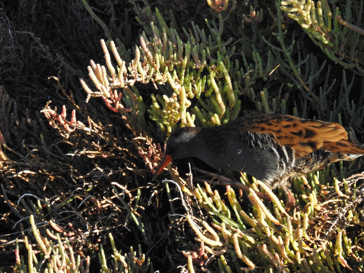 Water Rail - ML609435723