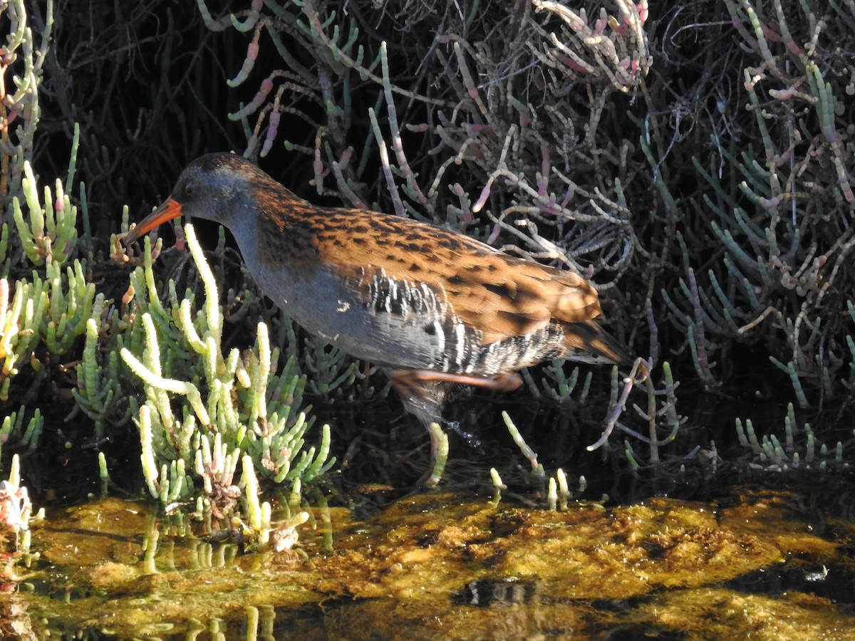 Water Rail - ML609435724