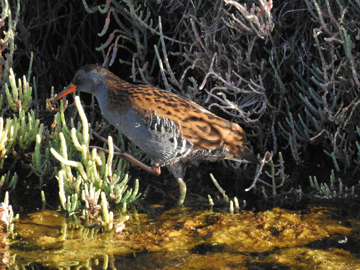 Water Rail - ML609435726