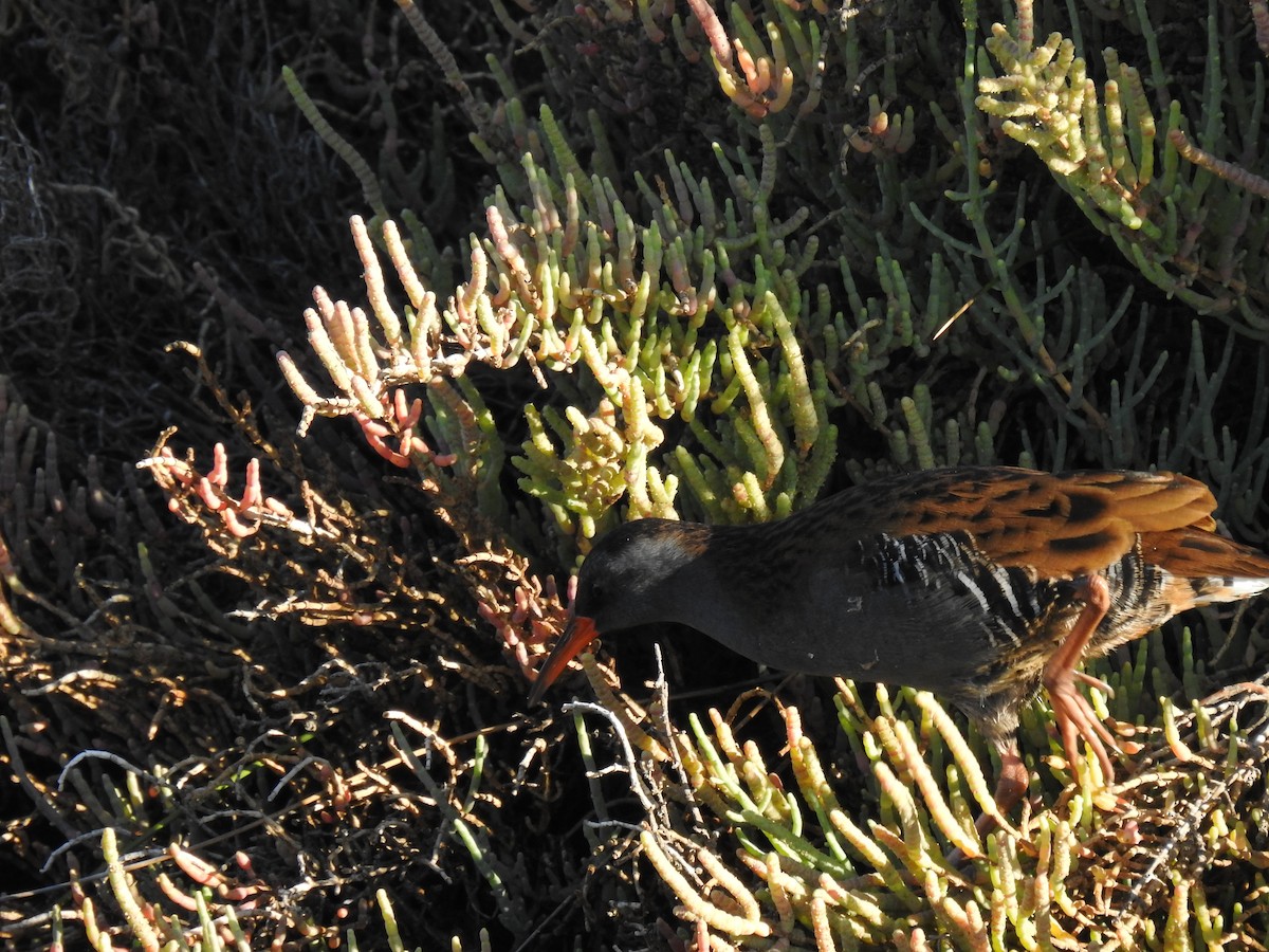 Water Rail - ML609435727