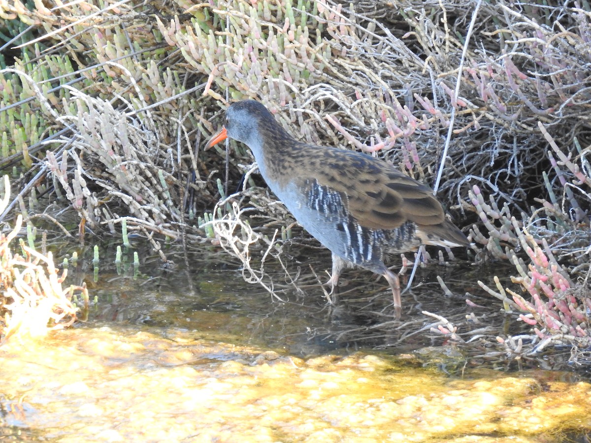 Water Rail - ML609435729