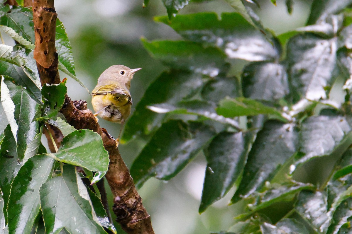 Nashville Warbler - ML609435757