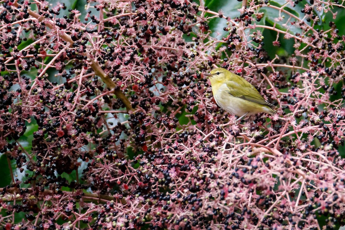 Tennessee Warbler - ML609435761