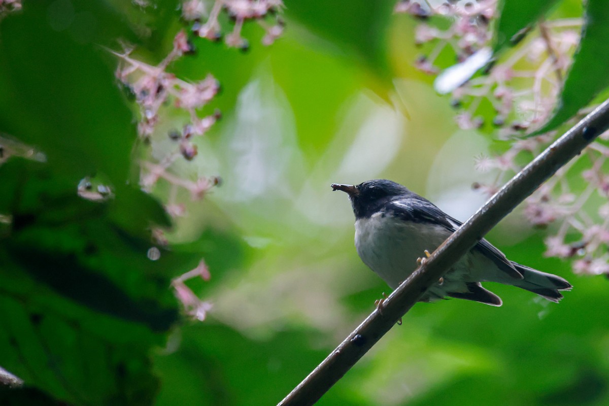 Black-throated Blue Warbler - Sean  Salazar