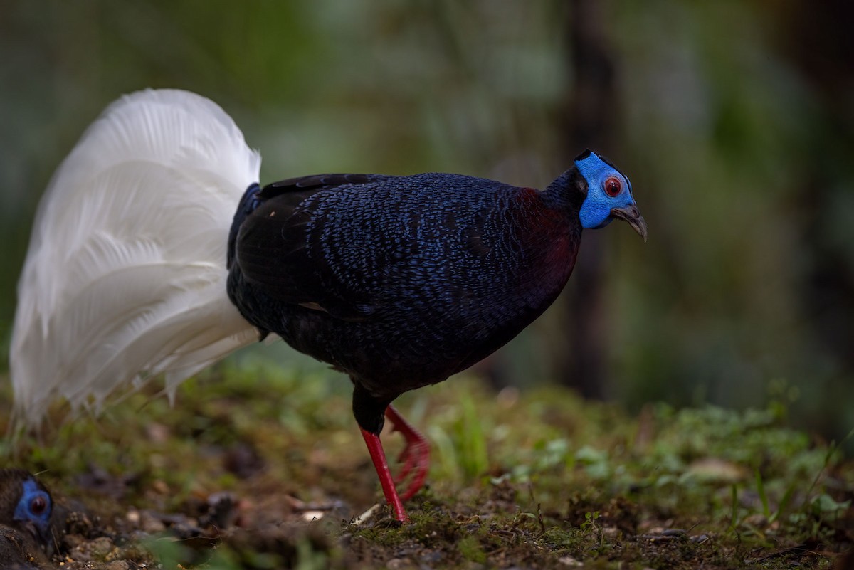 Bulwer's Pheasant - ML609435803