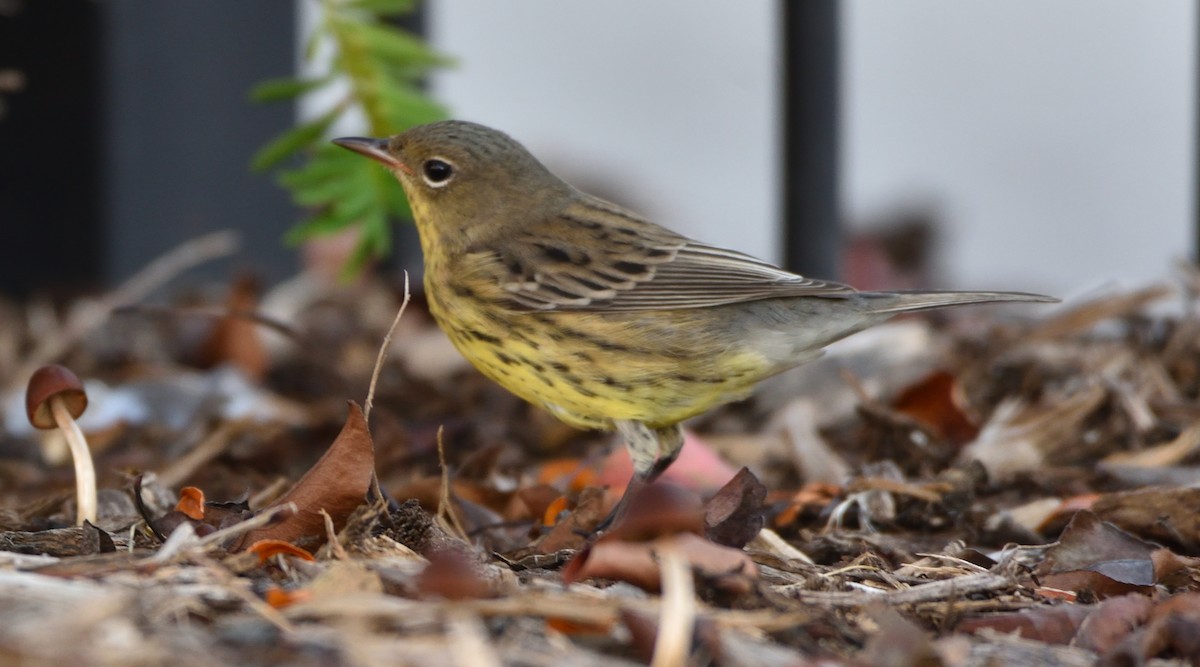 Kirtland's Warbler - ML609435806