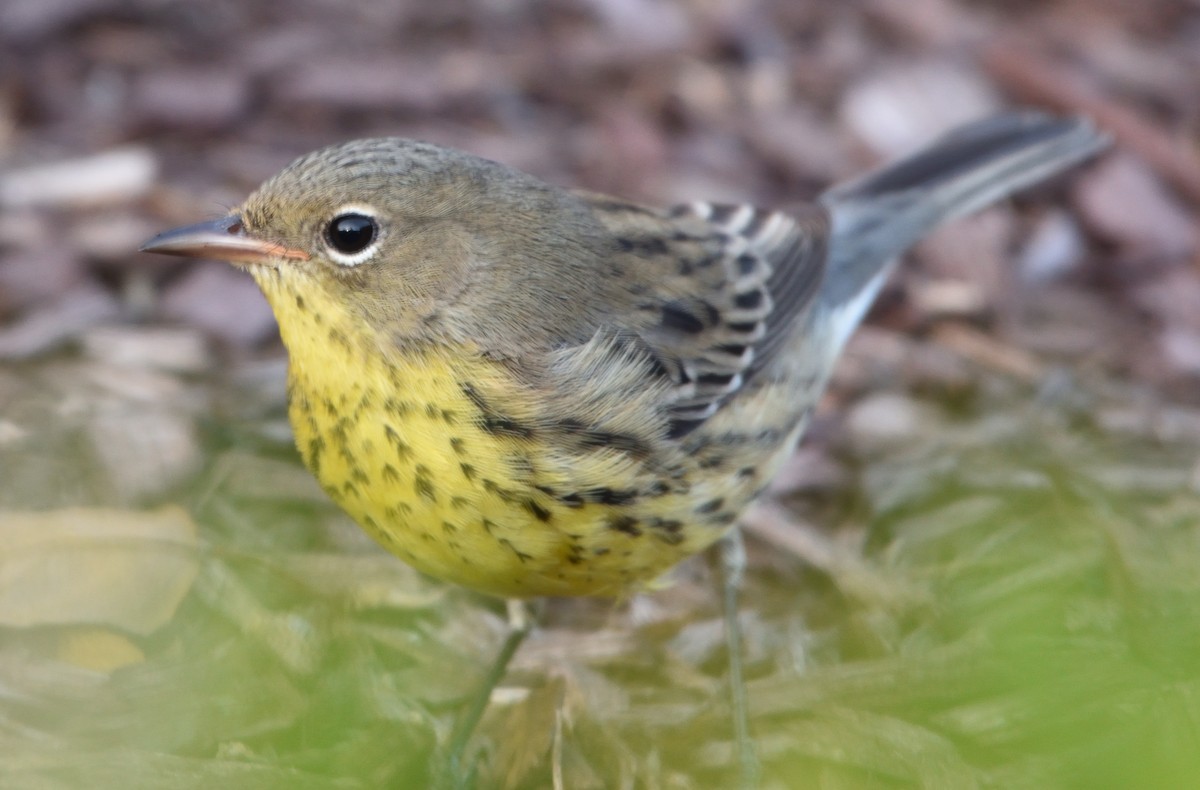 Kirtland's Warbler - ML609435807