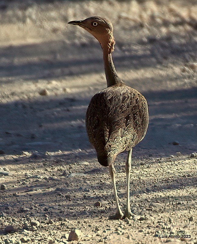 Buff-crested Bustard - ML609435920