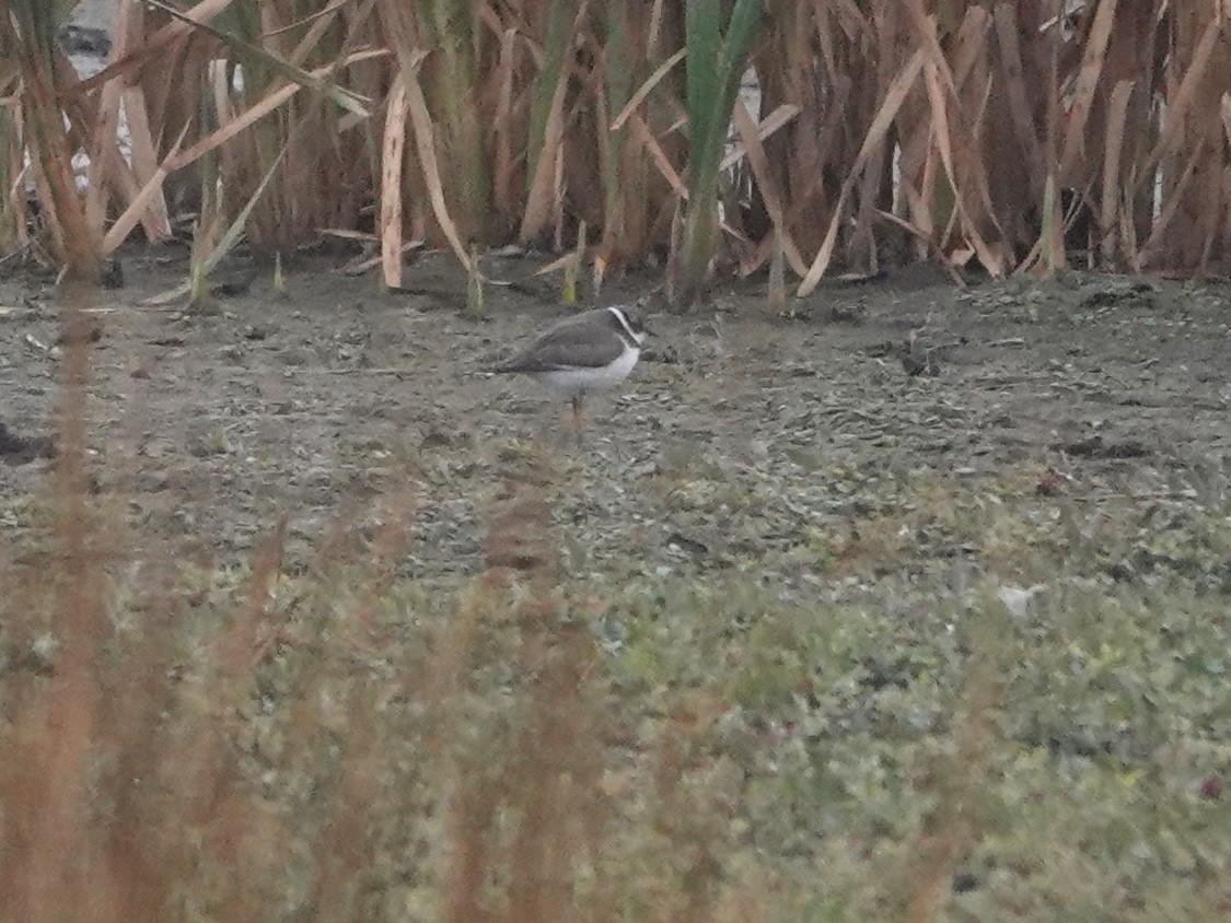 Semipalmated Plover - ML609436046