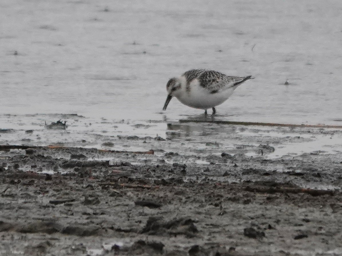 Bécasseau sanderling - ML609436054