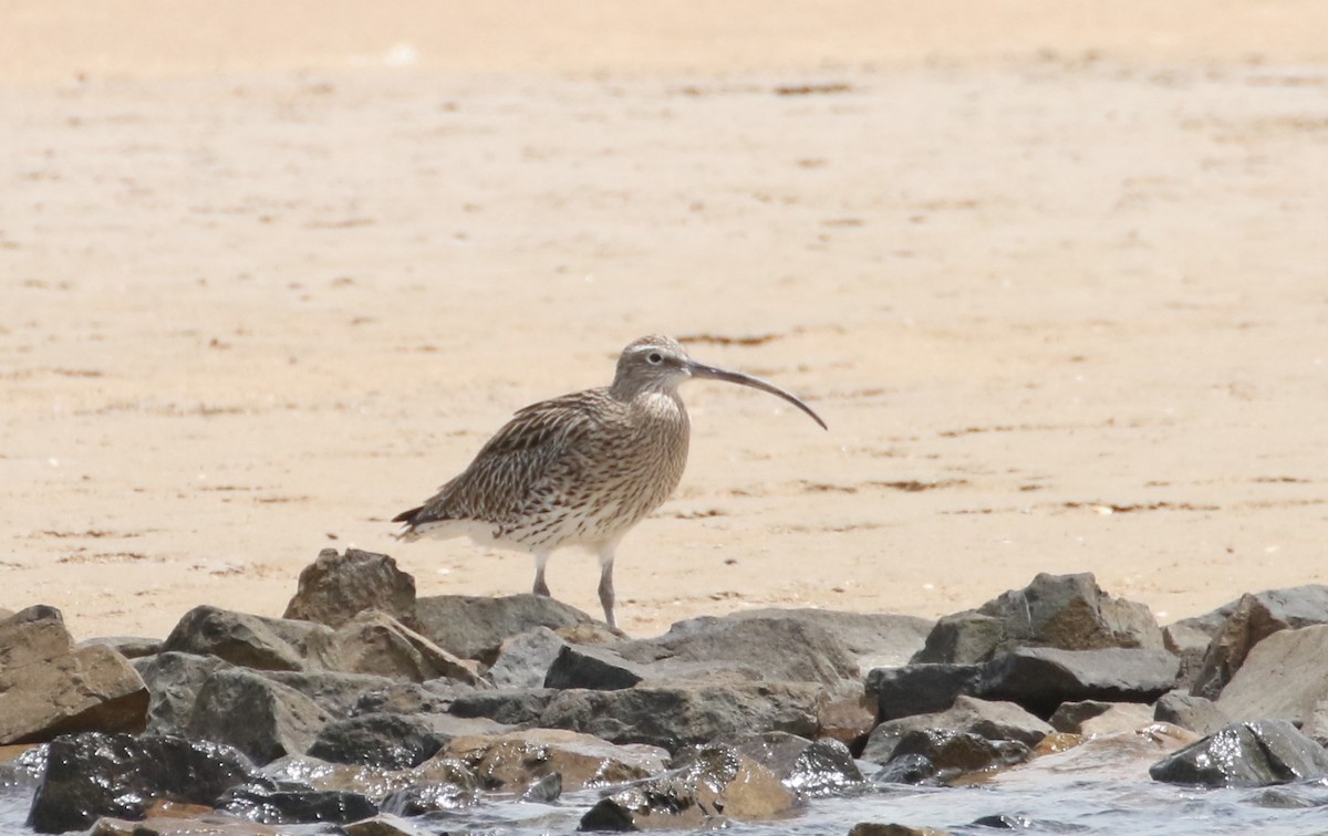 Eurasian Curlew - Mark Baker