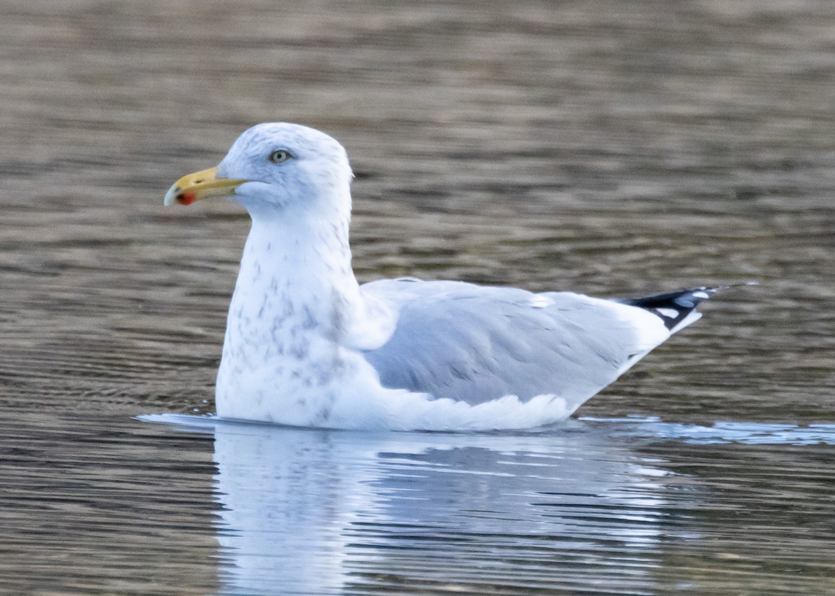 Herring Gull - ML609436073