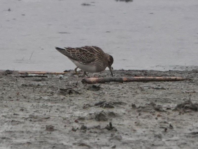 Pectoral Sandpiper - ML609436079