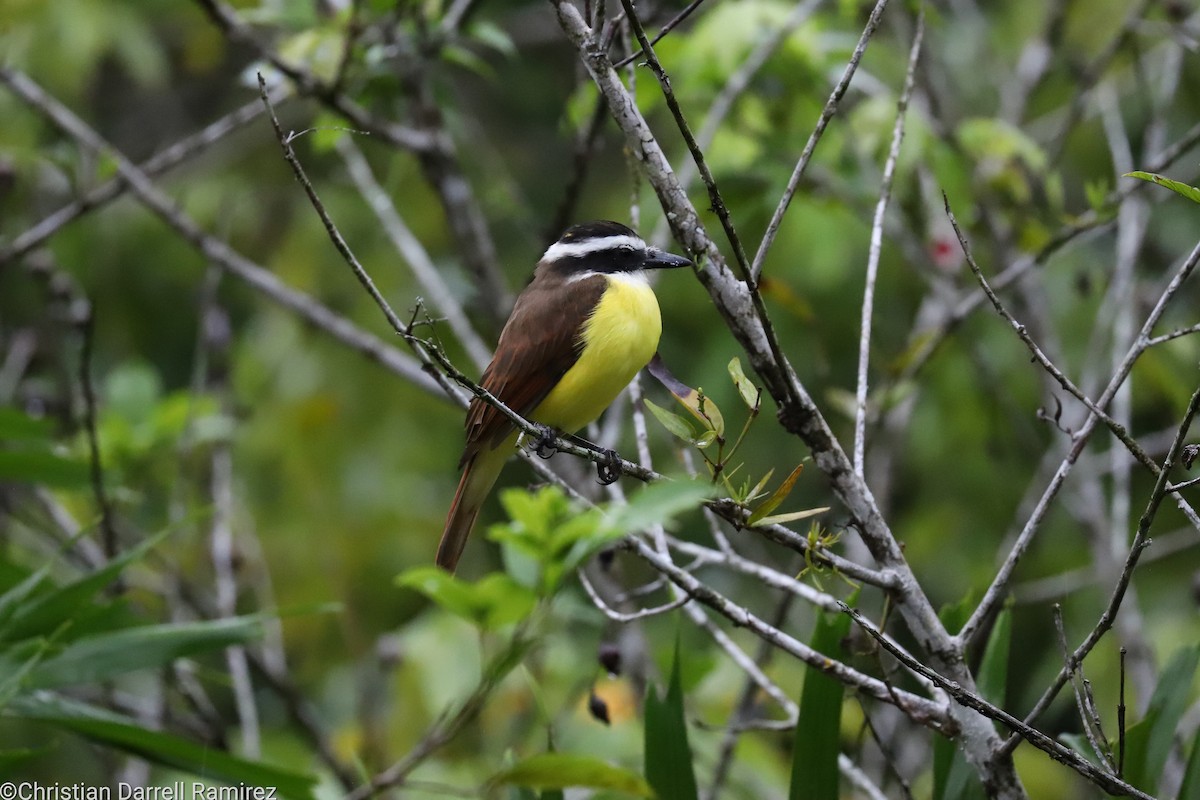 Great Kiskadee - ML609436154
