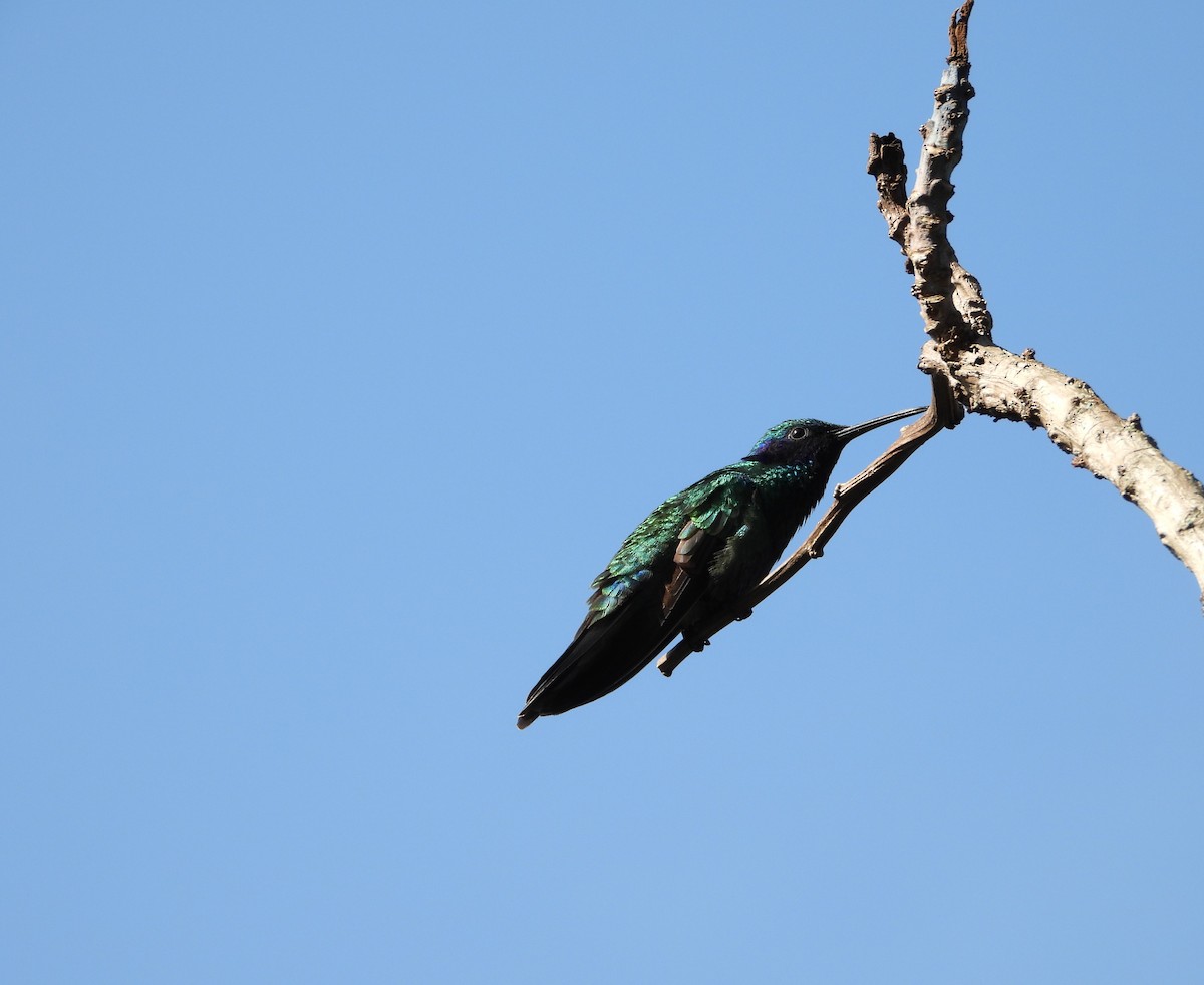 kolibřík modrolící - ML609436186