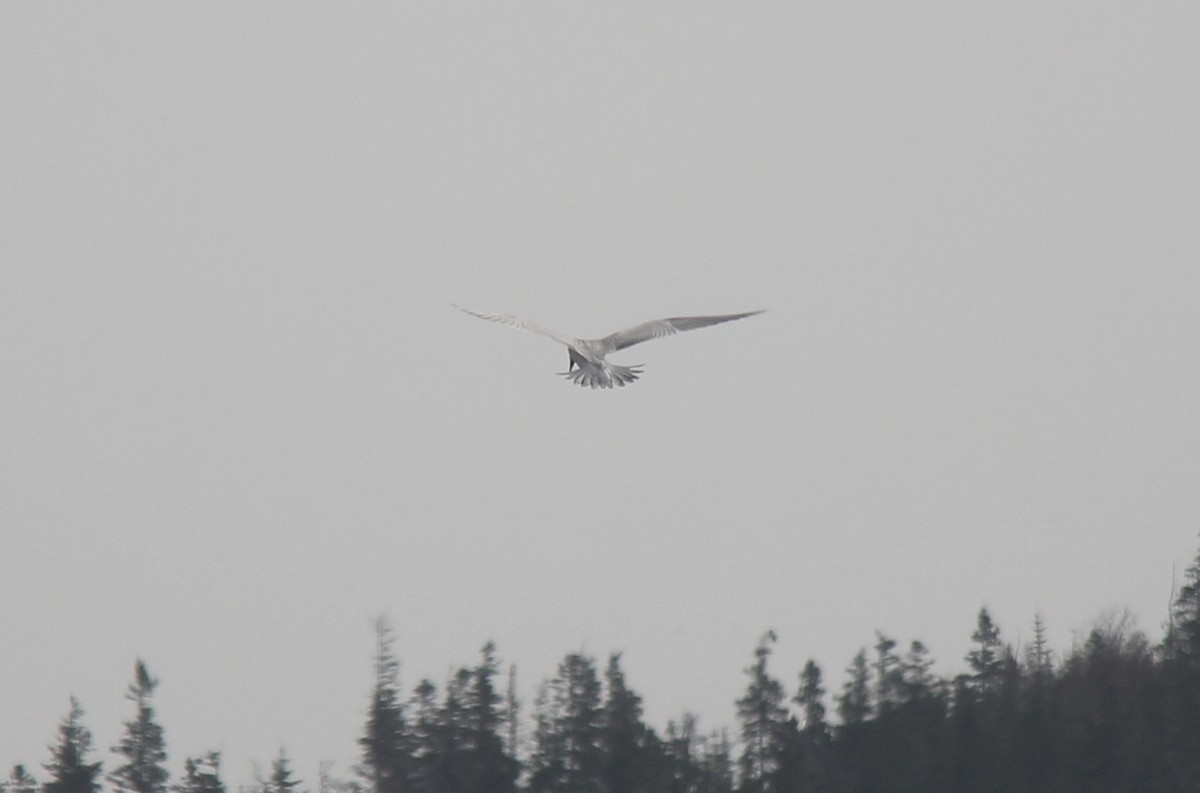 Caspian Tern - ML609436210