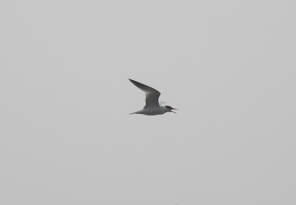 Caspian Tern - Hillary Dionne