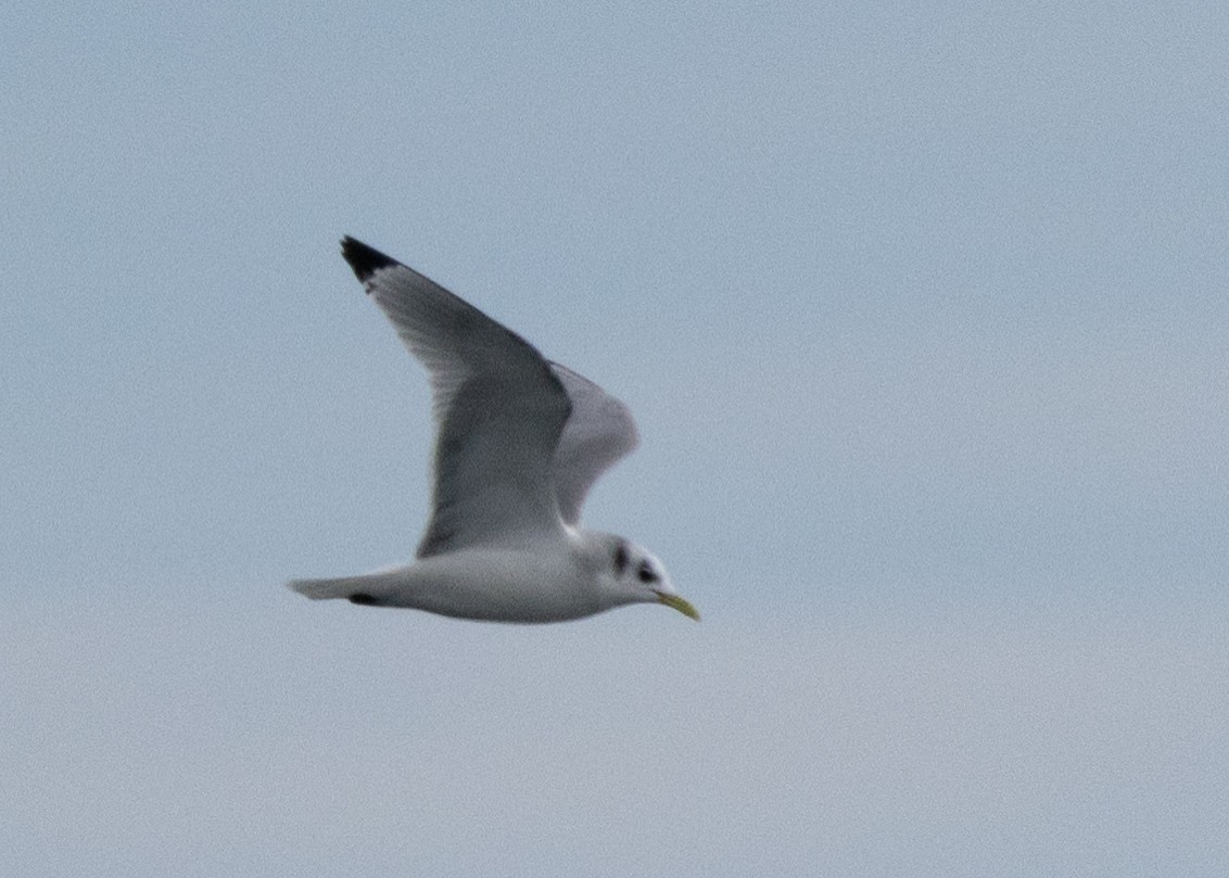 Gaviota Tridáctila - ML609436236