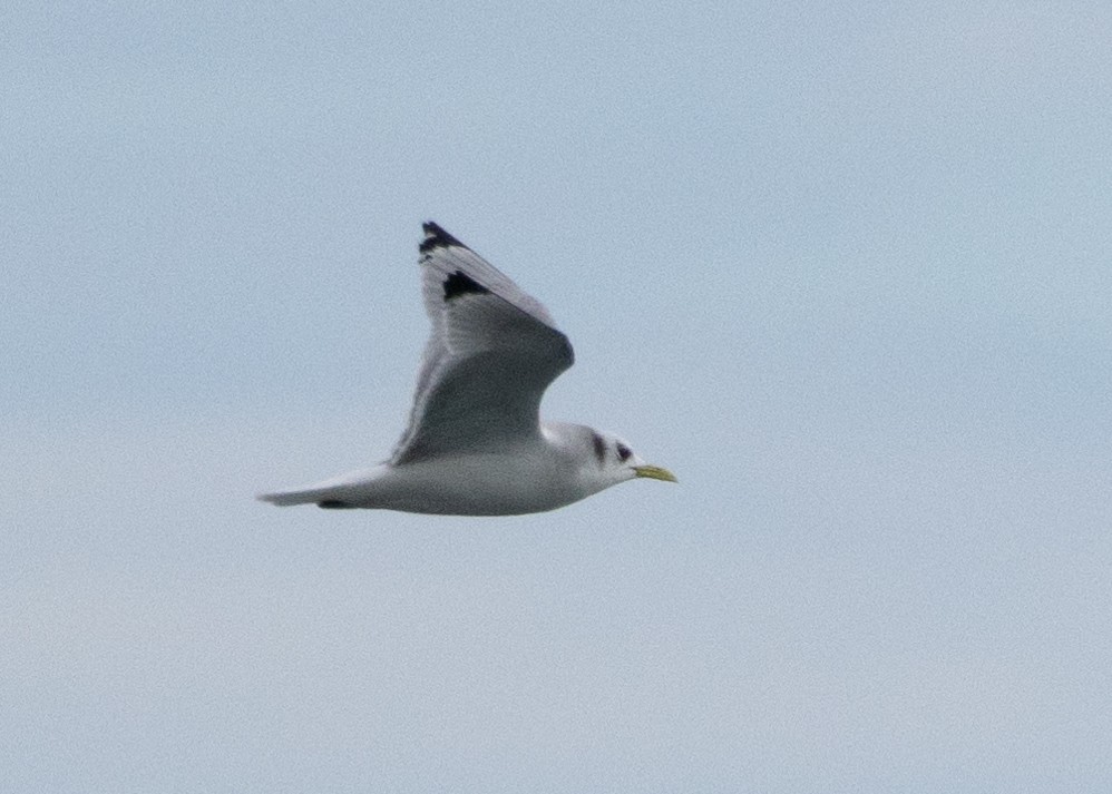 Black-legged Kittiwake - Robert Raffel