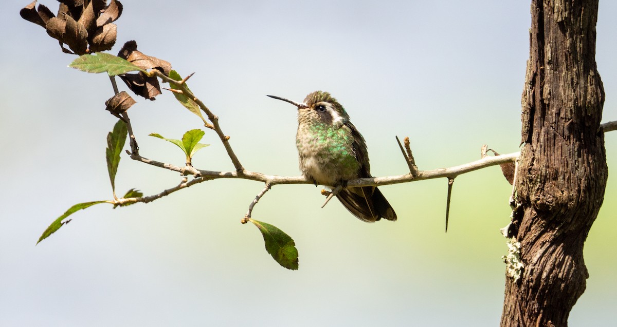 White-eared Hummingbird - ML609436267